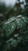 Fresh green leaves covered with morning dew drops in natural garden setting. Close-up macro photography showcasing water droplets on foliage after rain.
