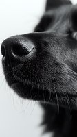 Close-up macro shot of wet black dog nose with visible texture and whiskers on white background, dramatic black and white photography style for veterinary and pet care.