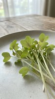 Microgreens with tender green leaves and delicate stems arranged in a concrete bowl on a wooden table with natural window light, suitable for food styling and culinary content.