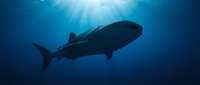 Majestic whale swimming in deep blue ocean waters with sunlight rays penetrating from surface creating dramatic underwater scene for marine wildlife content.