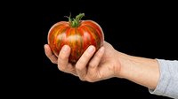 Hand holding a large striped heirloom tomato, isolated on transparent background. Great for food clipart, stickers, t-shirt design, print on demand, and sublimation.