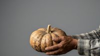 Mature man with weathered hands holding a large textured pumpkin against neutral background, suitable for autumn harvest, thanksgiving, and seasonal marketing campaigns.