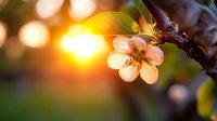 Delicate pink cherry blossom flower blooming on dark branch with warm golden sunlight and soft bokeh background creating peaceful spring atmosphere.