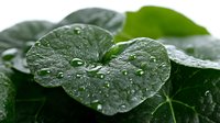 Nasturtium leaves with water droplets after rain or watering, isolated on white background, suitable for gardening, botanical, and nature design projects.