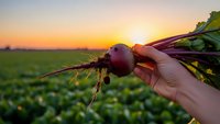 Fresh organic beetroot with green leaves held in hand during golden hour sunset over agricultural field for healthy eating and farm-to-table concepts.