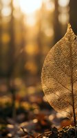 Delicate skeletal leaf with intricate vein patterns glowing in warm golden sunlight, showcasing autumn decay and natural details for seasonal and nature-themed designs.