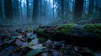Moss-covered fallen log in misty forest with autumn leaves scattered on ground creating atmospheric woodland scene for nature backgrounds.