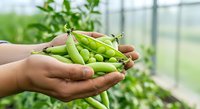 Farmer holding fresh green pea pods in hands at greenhouse farm, harvesting organic vegetables for agriculture and food production industry.
