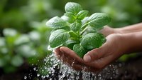Fresh mint plant with water droplets being gently protected by cupped hands in natural garden setting for organic herb cultivation and aromatherapy concepts.
