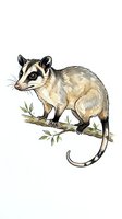 Possum perched on a branch with green leaves, isolated on white background. Hand-drawn wildlife illustration suitable for educational materials, children's books, nature guides, and design projects.