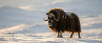 Majestic musk ox with thick brown fur and curved horns standing in snowy Arctic landscape during golden hour light. Wildlife photography for nature documentaries.