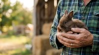 Farmer in plaid shirt holding young brown rabbit in hands outdoors, rural setting with barn background, suitable for agriculture and farming content.