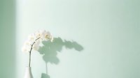 White orchid flower casting soft shadow on mint green wall creating minimalist botanical composition for interior design and wellness concepts.