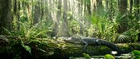 Alligator resting on moss-covered log in lush tropical swamp with sunlight filtering through dense forest canopy and ferns.