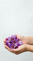 Two hands holding vibrant purple flowers with yellow centers against white background, isolated for design use on apparel, marketing materials, and wellness projects.