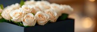 Elegant cream roses arranged in modern black box with soft bokeh lighting creating romantic luxury floral composition for special occasions and gifts.