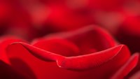 Close-up macro shot of vibrant red rose petals with soft focus background. Romantic floral photography for Valentine's Day, love themes, and botanical designs.