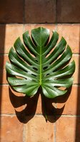 Monstera deliciosa leaf with natural holes displayed on terracotta brick background, casting shadow. Tropical foliage for botanical, nature, and interior design projects.