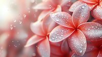 Delicate pink plumeria flowers with morning dew drops on petals in soft focus macro photography, creating dreamy natural floral background.