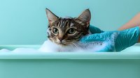 Tabby cat getting bathed by hands in blue rubber gloves, looking directly at camera with wide eyes against turquoise background. Pet grooming and care concept.