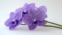 Purple lace orchids with delicate veining patterns on petals against light background, featuring intricate natural details and soft lighting for floral designs.