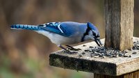 Blue jay bird feeding on sunflower seeds at wooden bird feeder in backyard garden setting with natural bokeh background for wildlife photography.