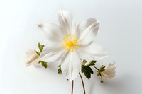 Delicate white wood anemone flower with yellow stamens and green leaves against pure white background, soft petals creating gentle spring atmosphere.