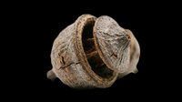 Dried seed pod or gourd with natural texture and open sections, isolated on transparent background. Ready for design use in clipart, print-on-demand products, sublimation, stickers, and digital crafts.