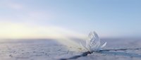 Transparent ice crystal formation emerging from frozen landscape with snow-covered terrain and misty winter atmosphere, suitable for winter backgrounds and nature concepts.