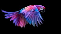 Vibrant scarlet macaw in flight displaying pink and blue feathers against black background, wings spread wide showing detailed plumage pattern and natural grace in motion.