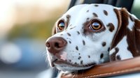 Brown and white spotted dog with striking blue eyes resting on leather leash outdoors. Domestic pet portrait for animal lovers and veterinary content.