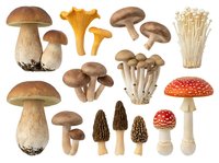 Isolated mushroom varieties including porcini, chanterelle, morel, and fly agaric on white background, ready for culinary, botanical, and design applications.