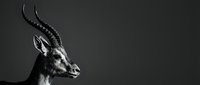 Majestic impala antelope portrait in black and white showcasing elegant curved horns and graceful profile against dark background for wildlife photography.