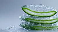 Fresh aloe vera plant leaves with water drops and bubbles on light background, natural organic skincare ingredient for cosmetics and beauty.