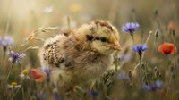Meerkat pup standing in wildflower meadow with purple cornflowers and red poppies, surrounded by natural grassland. Wildlife and nature photography for editorial and educational use.