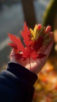 Hand holding vibrant red and yellow autumn maple leaves in sunlight, showcasing seasonal change and nature's beauty in fall.