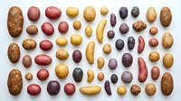Colorful heirloom potato varieties arranged in organized rows showing diverse shapes, sizes and natural skin colors from yellow to purple on white background.