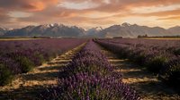Lavender field rows stretching toward snow-capped mountains at golden hour sunset with dramatic orange and pink sky creating peaceful agricultural landscape.