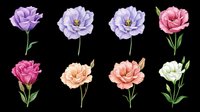Carnation flowers in purple, pink, peach, and cream isolated on transparent background, ready for t-shirt design, clipart, stickers, sublimation, and print-on-demand projects.
