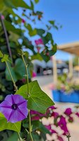 Vibrant purple morning glory bloom with detailed green leaf against blurred urban background, shallow depth of field creates dreamy garden atmosphere.