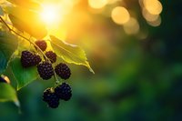 Fresh ripe blackberries hanging on branch with green leaves in warm golden sunlight creating natural bokeh background for organic farming concepts.
