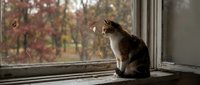 Calico cat sitting on a weathered windowsill, gazing at falling autumn leaves through a rain-streaked window in a cozy rustic setting.