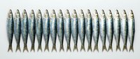 Fresh sardines arranged in neat rows on white background, showcasing silver scales and natural fish pattern for culinary and seafood market concepts.