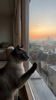 Siamese cat with dark points gazing out high-rise window at sunset cityscape, paw touching glass, urban apartment interior with modern furniture and golden hour sky.