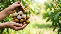 Farmer hands holding fresh longan fruits with green foliage background, harvest time agriculture and organic farming concept.