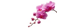 Elegant pink orchid branch with blooming flowers and buds isolated on white background, perfect for spa, wellness, and beauty designs.