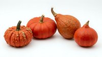 Four orange decorative pumpkins and gourds of different shapes and sizes arranged on white background, perfect for autumn harvest and Halloween themes.