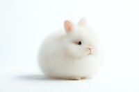 Adorable white fluffy bunny with pink nose and ears sitting on white background, isolated studio shot. Perfect for Easter designs and pet-related projects.