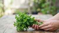 Fresh green parsley bunch held in hand on wooden surface, ready for cooking and culinary use in kitchen preparations.