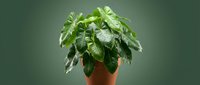 Potted houseplant with lush green foliage in terracotta container against neutral background, suitable for home decor, gardening, and interior design projects.